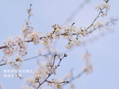 -顾村公园