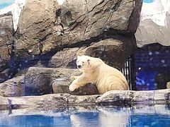 -海合安武汉极地海洋公园