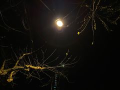 -Banana Moon