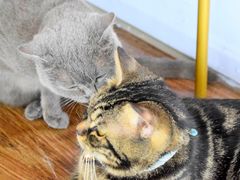 -这儿没有猫·猫咖萌宠馆·撸猫