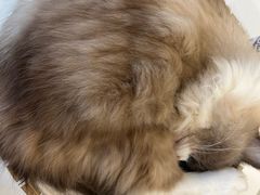 -共舞时光猫咖·狗咖(新街口店)