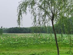 -东郊湿地公园