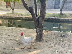 -春风习习
