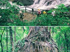 -莫里热带雨林景区