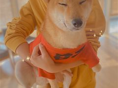 -南京Hallo宠物乐园·哈罗犬舍·柴犬繁育基地
