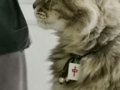 -楼上猫咖(罗湖店)