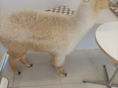 -怪兽屋·羊驼·猫咖·狗咖(俊华广场店)