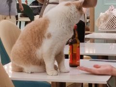 -安格丽娜·狗咖·猫咖羊驼咖(春熙路百盛商场店)