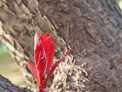 -玄武湖景区-情侣园游乐场