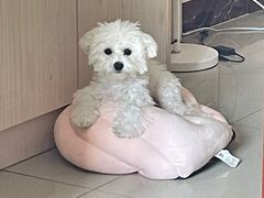 -荔康动物医院(康王北路店)