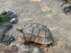 -海南热带野生动植物园