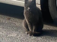 -爱侣宠医·鹦鹉专科·小型哺乳类·异宠专科(灵石路店)