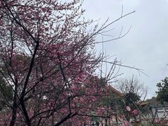 -太子山公园(园东路)