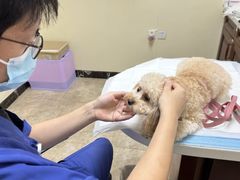-美联众合动物医院·24h转诊中心