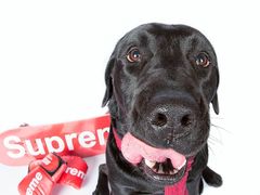 -超宠爱宠物摄影-Super pet