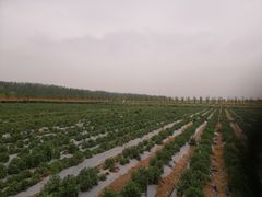 -万源龙顺度假庄园生态观光园