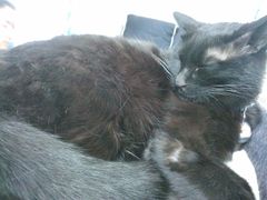 -Sirena海妖日咖夜酒