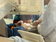 -瑞派紫金宠物医院24小时·骨科·中兽医·重症转诊中心(番禺大石院)
