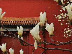 -北京市劳动人民文化宫(太庙)