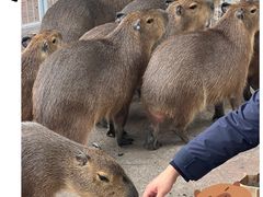 -上海野生动物园