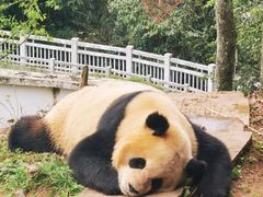 -中国大熊猫保护研究中心雅安碧峰峡基地