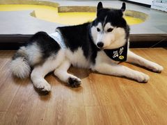 -Husky Go! 哈士奇体验馆·宠物咖啡厅狗咖