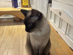 -李小姐の猫咖啡馆(五角场店)
