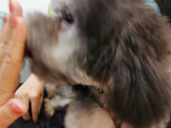 -北京观赏动物医院·24小时大型综合·猫专科·异宠专科