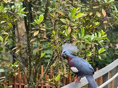 -新加坡飞禽公园