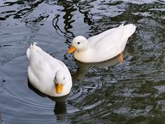 -水磨古镇