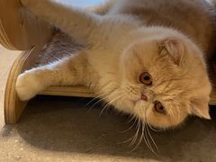 -飞行喵MR PILOT|猫舍·猫咖(静安大融城店)
