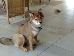 -柴务处·柴犬主题狗咖