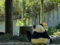 -中国大熊猫保护研究中心雅安碧峰峡基地