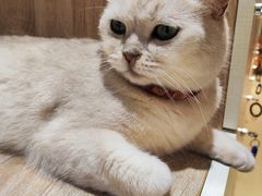 -藏猫猫咖啡主题馆(中央大道店)