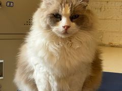 -平行世界·猫咖(首经贸店)