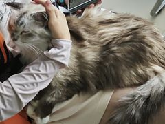 -怪兽屋·羊驼·猫咖·狗咖(俊华广场店)