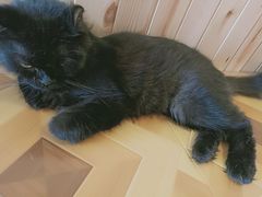 -MOYOYO猫咪咖啡店