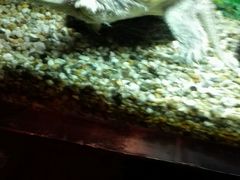 picture-红棉中餐厅·广州海航威斯汀酒店