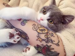 -李小姐の猫咖啡馆(五角场店)