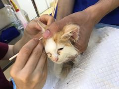 -芭比堂动物医院·犬猫全科·异宠专科(雁塔分院)