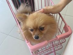 -怪兽屋·羊驼·猫咖·狗咖(俊华广场店)