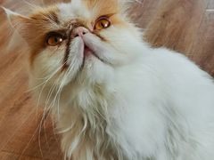 -猫的茶·猫咖
