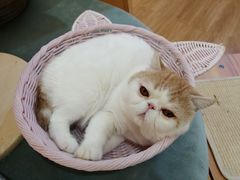 -滚猫咖啡·猫咖·猫友好撸猫(未来城店)