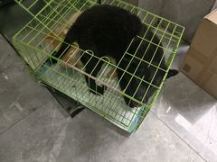 -半岛宠物医院24小时(白果林店)