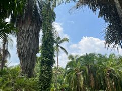 -中国科学院西双版纳热带植物园