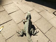 -可伦宾野生动物保护区