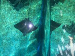 -暹罗海洋世界