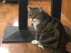 -喵园·猫主题咖啡厅·撸猫·猫咖(国贸店)