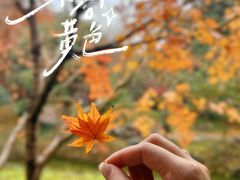 -秋霞圃