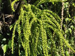 -广西壮族自治区药用植物园